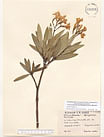 Herbarium sheet image thumbnail