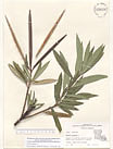 Herbarium sheet image thumbnail