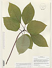 Herbarium sheet image thumbnail