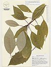 Herbarium sheet image thumbnail