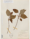Herbarium sheet image thumbnail