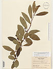 Herbarium sheet image thumbnail