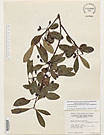 Herbarium sheet image thumbnail