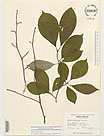 Herbarium sheet image thumbnail