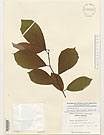 Herbarium sheet image thumbnail