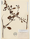 Herbarium sheet image thumbnail