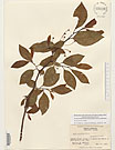 Herbarium sheet image thumbnail