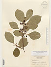 Herbarium sheet image thumbnail