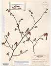 Herbarium sheet image thumbnail