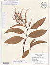 Herbarium sheet image thumbnail