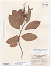 Herbarium sheet image thumbnail