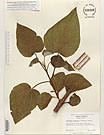 Herbarium sheet image thumbnail