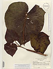 Herbarium sheet image thumbnail