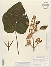 Herbarium sheet image thumbnail