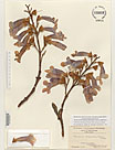 Herbarium sheet image thumbnail