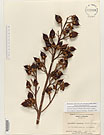 Herbarium sheet image thumbnail