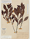 Herbarium sheet image thumbnail