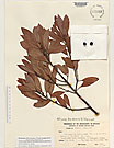 Herbarium sheet image thumbnail