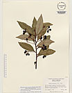 Herbarium sheet image thumbnail