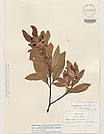 Herbarium sheet image thumbnail