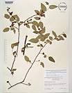 Herbarium sheet image thumbnail