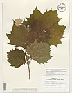 Herbarium sheet image thumbnail