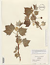 Herbarium sheet image thumbnail