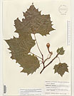 Herbarium sheet image thumbnail