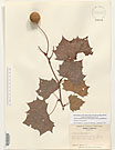 Herbarium sheet image thumbnail