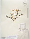Herbarium sheet image thumbnail