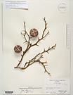 Herbarium sheet image thumbnail