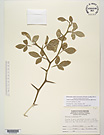 Herbarium sheet image thumbnail