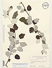 Herbarium sheet image thumbnail