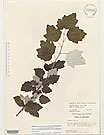 Herbarium sheet image thumbnail