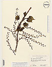 Herbarium sheet image thumbnail