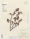 Herbarium sheet image thumbnail