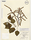 Herbarium sheet image thumbnail