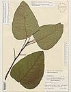 Herbarium sheet image thumbnail