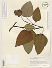 Herbarium sheet image thumbnail