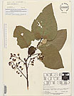 Herbarium sheet image thumbnail