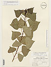Herbarium sheet image thumbnail