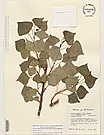 Herbarium sheet image thumbnail