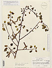 Herbarium sheet image thumbnail