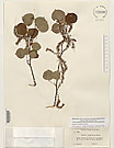 Herbarium sheet image thumbnail