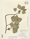 Herbarium sheet image thumbnail