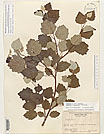 Herbarium sheet image thumbnail