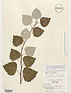 Herbarium sheet image thumbnail