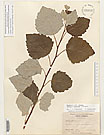 Herbarium sheet image thumbnail