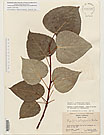 Herbarium sheet image thumbnail