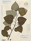 Herbarium sheet image thumbnail